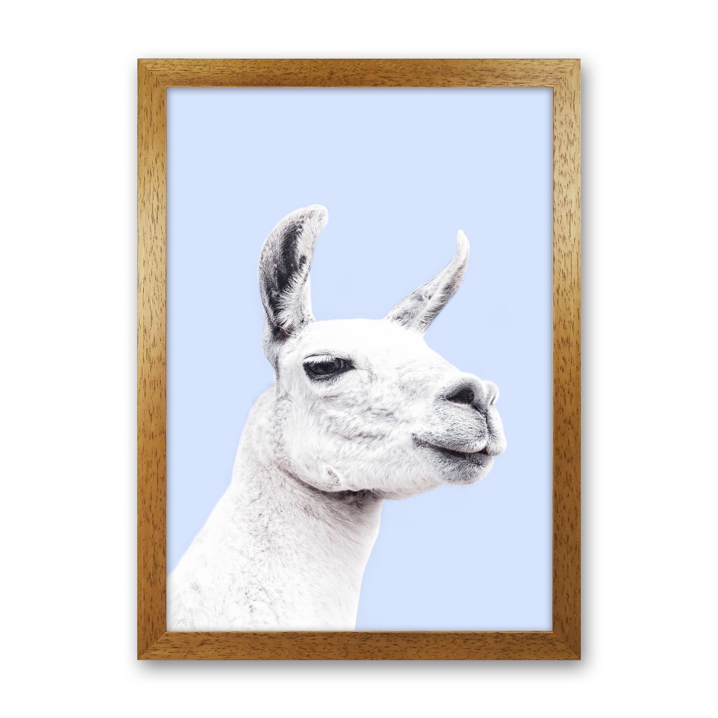 Blue Llama Photography Print by Victoria Frost Oak Grain
