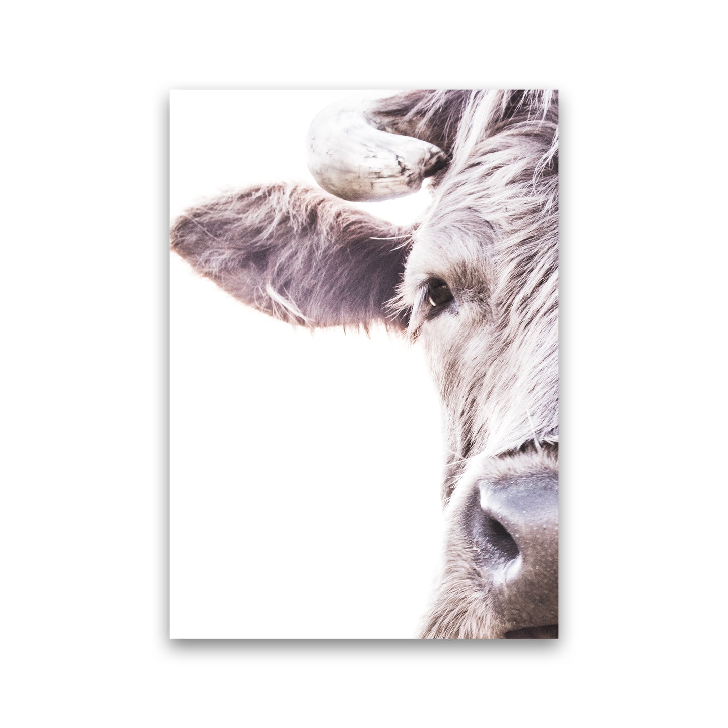 Highlander II Photography Print by Victoria Frost Print Only