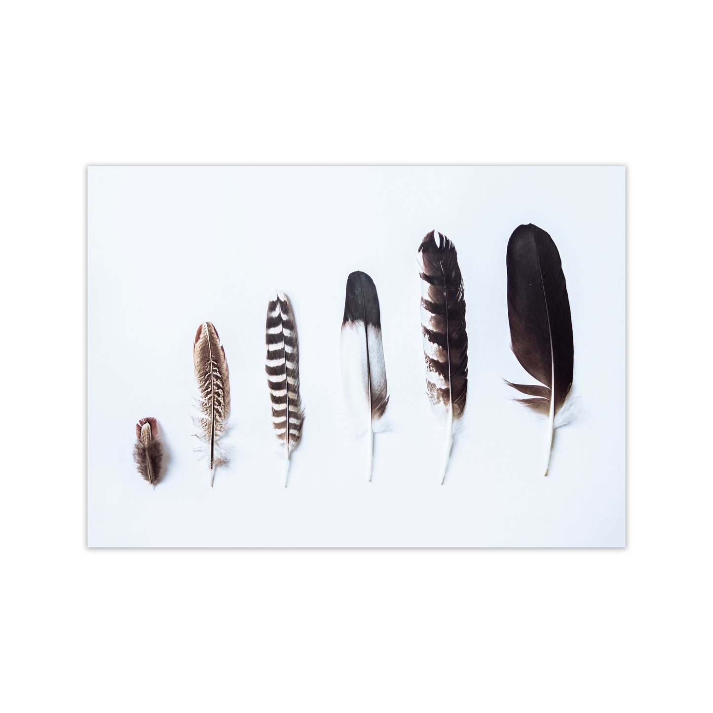 Feathers II Photography Print by Victoria Frost Print Only