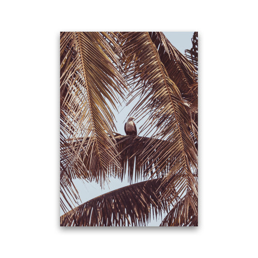 Eagle Photography Print by Victoria Frost Print Only