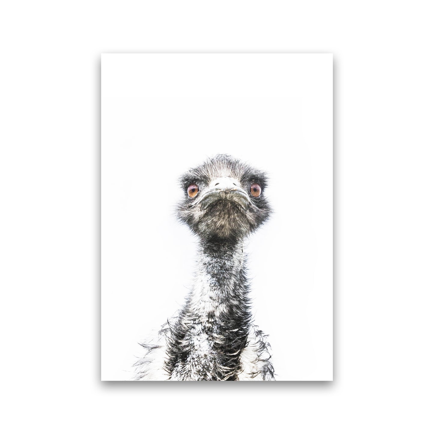 E.M.U Photography Print by Victoria Frost Print Only