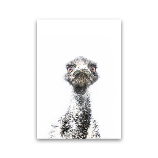 E.M.U Photography Print by Victoria Frost Print Only