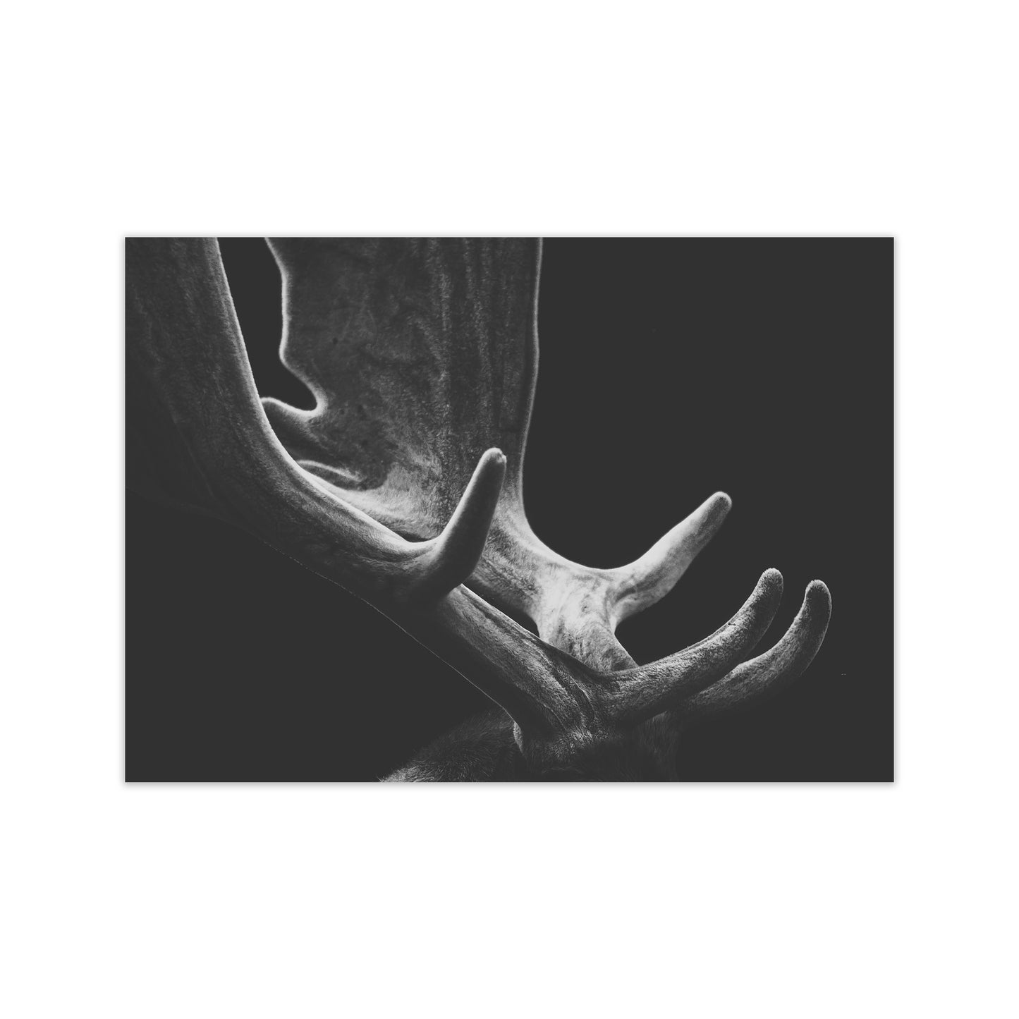 Antlers Photography Print by Victoria Frost Print Only