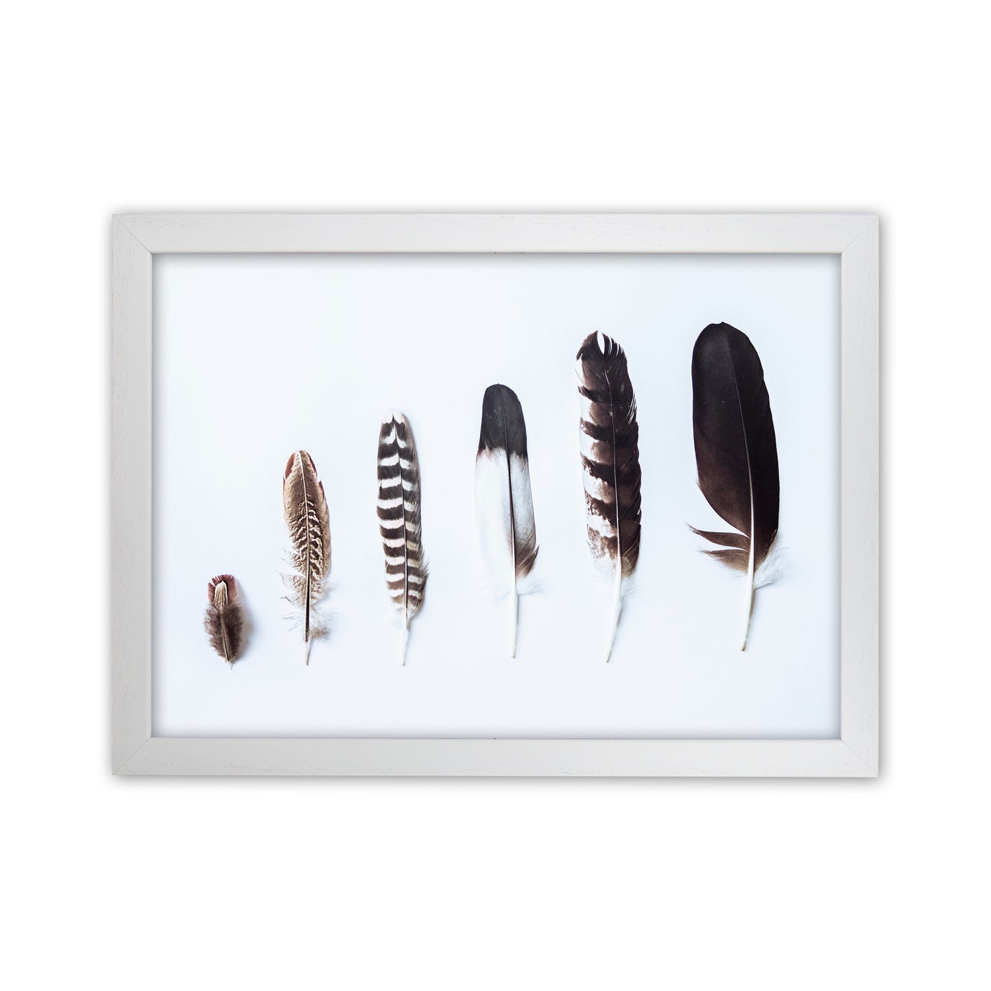 Feathers II Photography Print by Victoria Frost White Grain