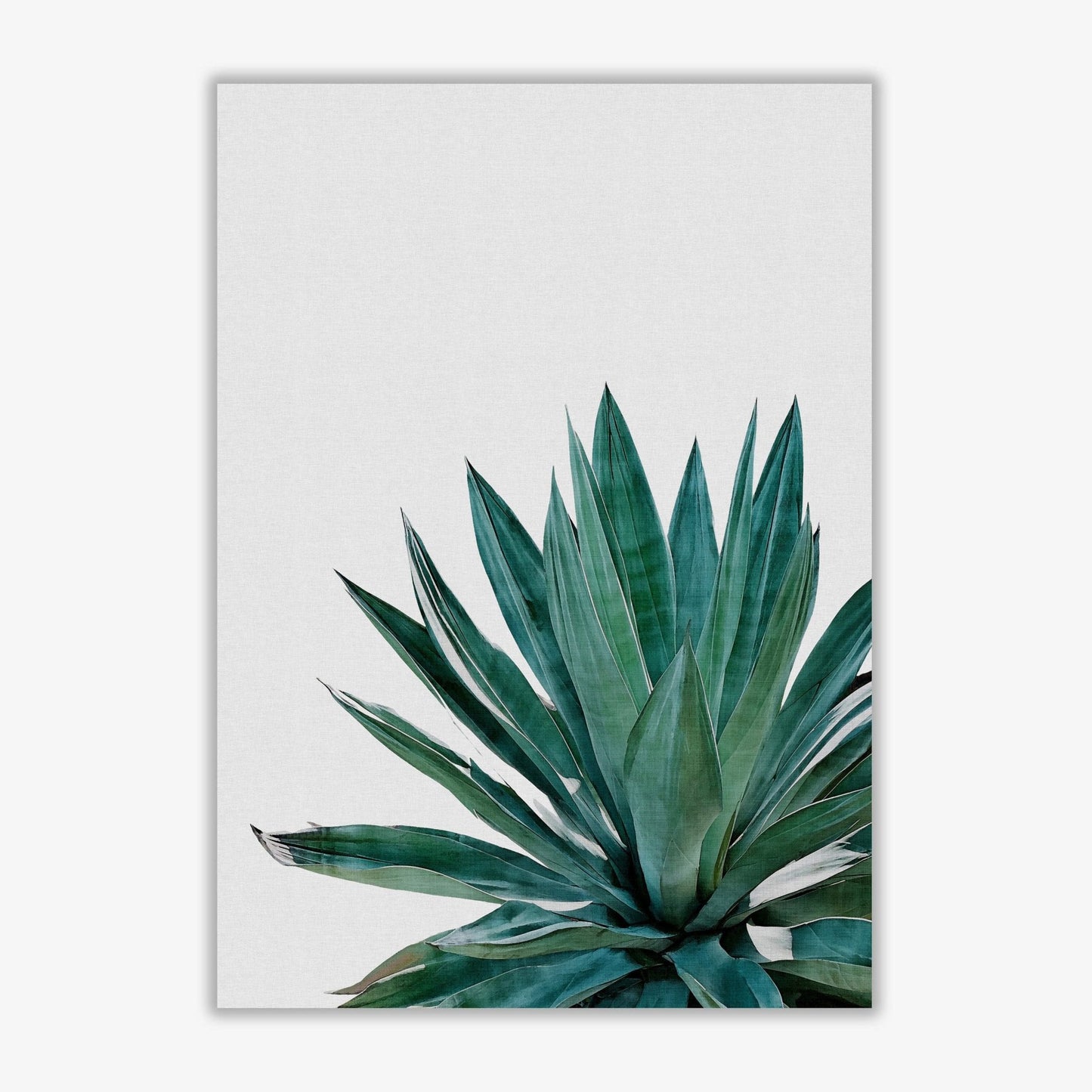 Agave cactus fine art print by orara studio, framed botanical & nature art print
