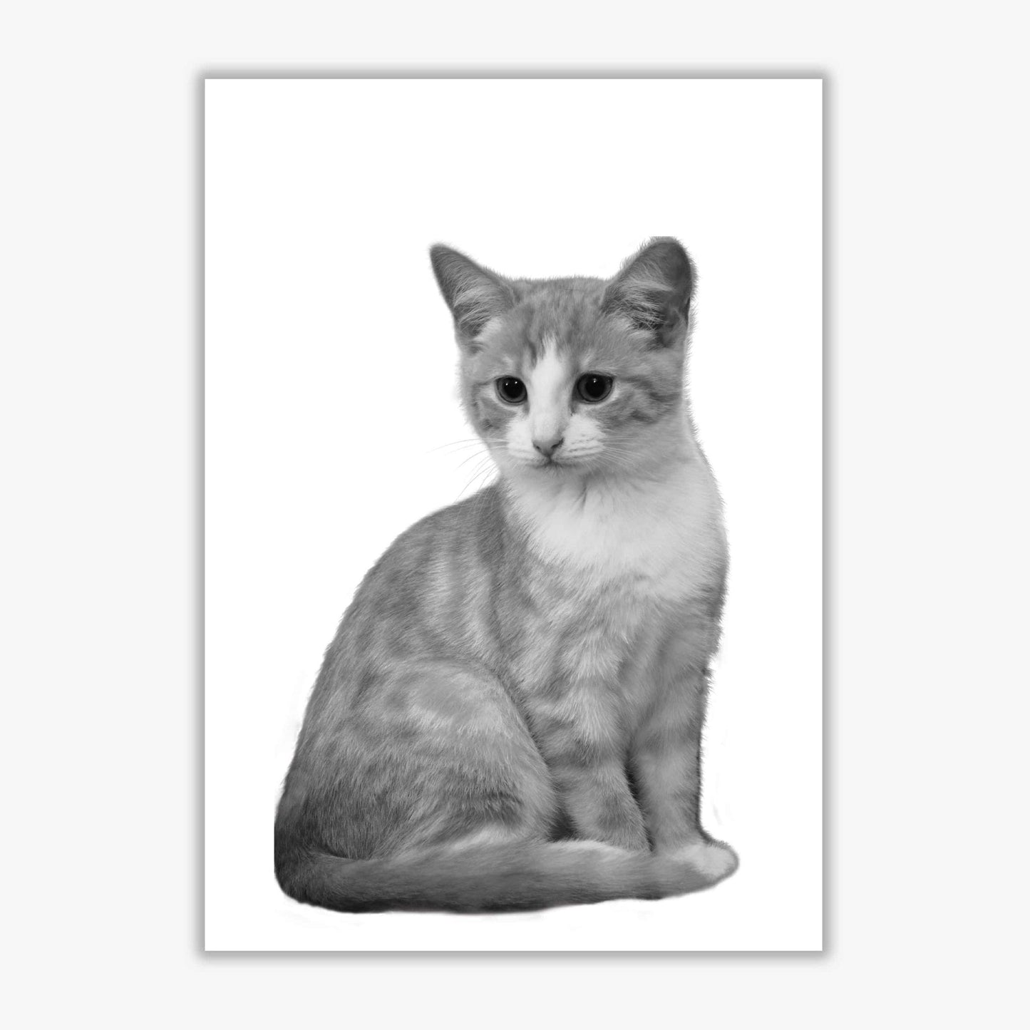Black and white cat modern fine art print
