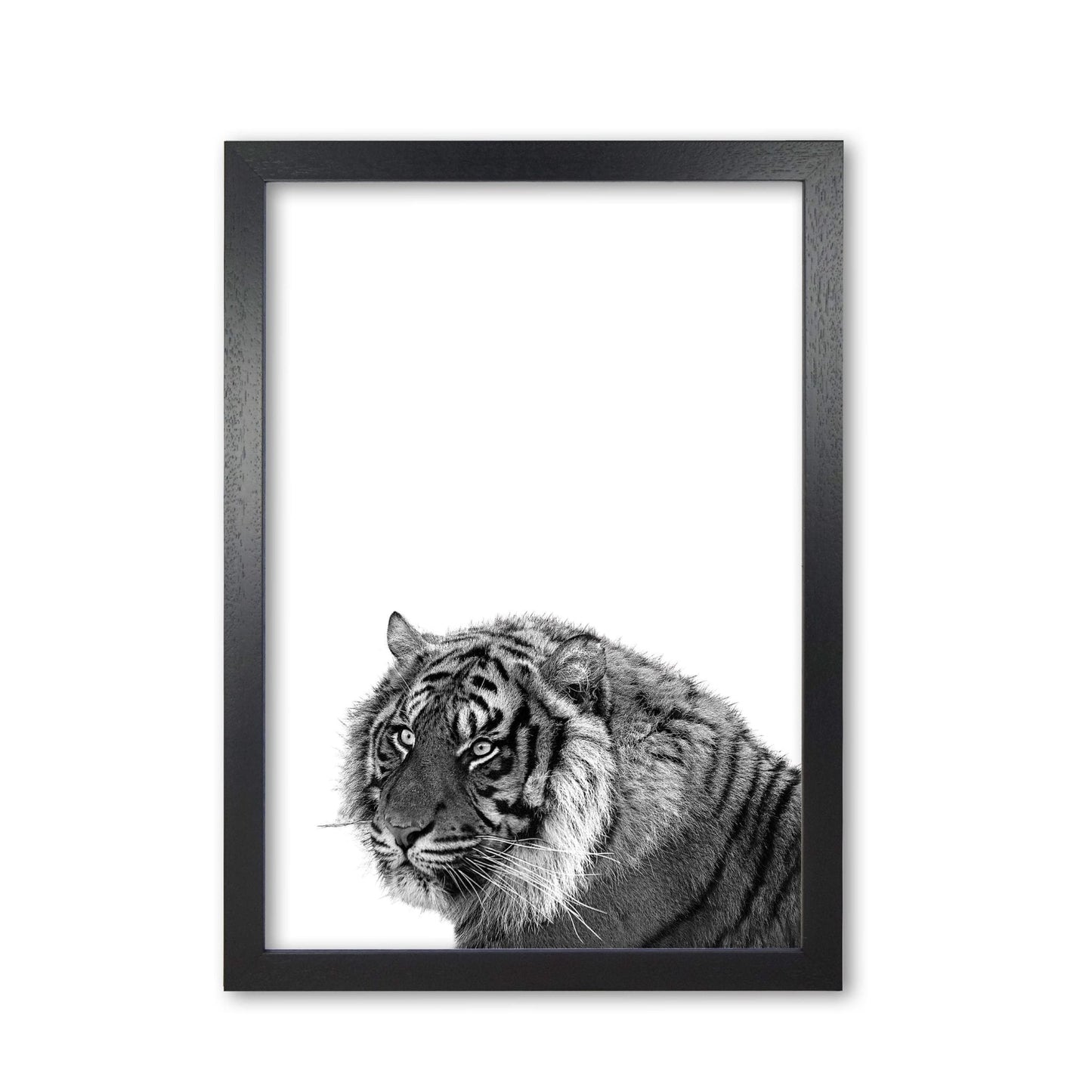 Black and white tiger modern fine art print