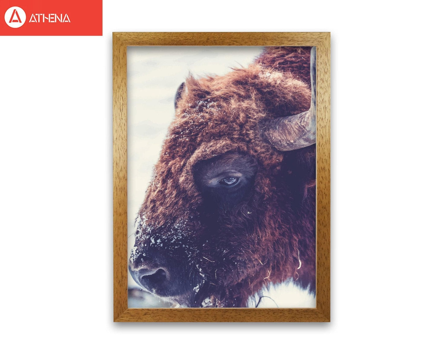 Bull modern fine art print
