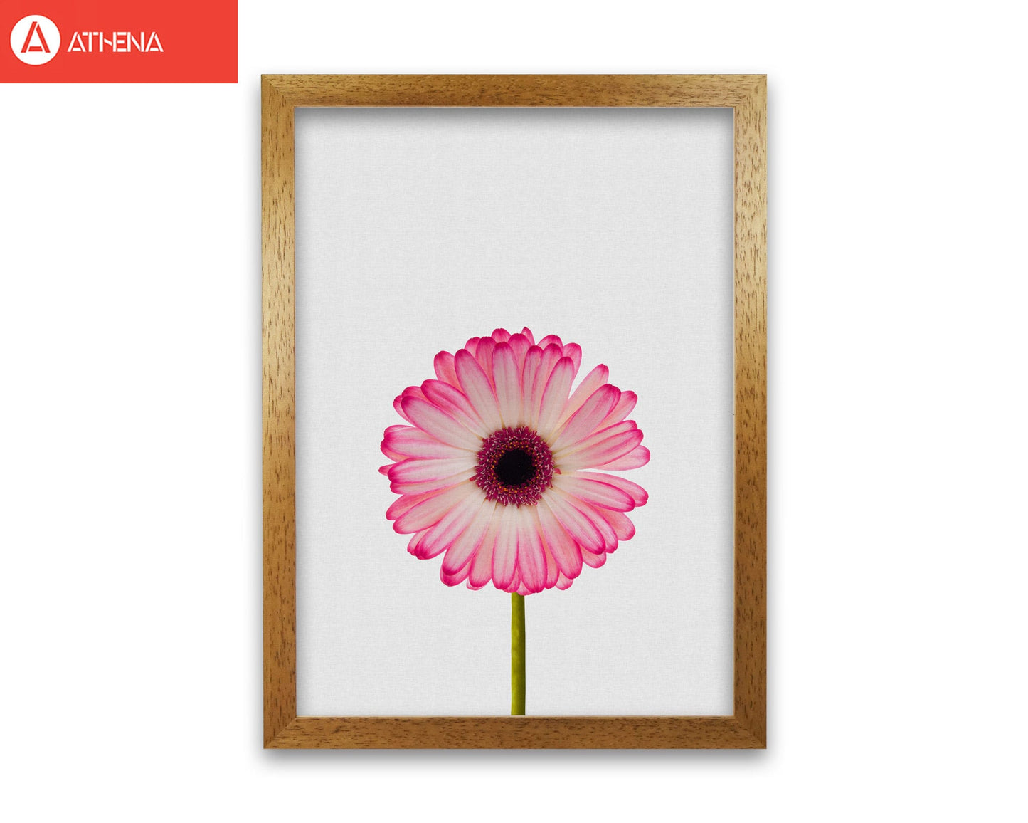 Daisy still life fine art print by orara studio, framed botanical & nature art print