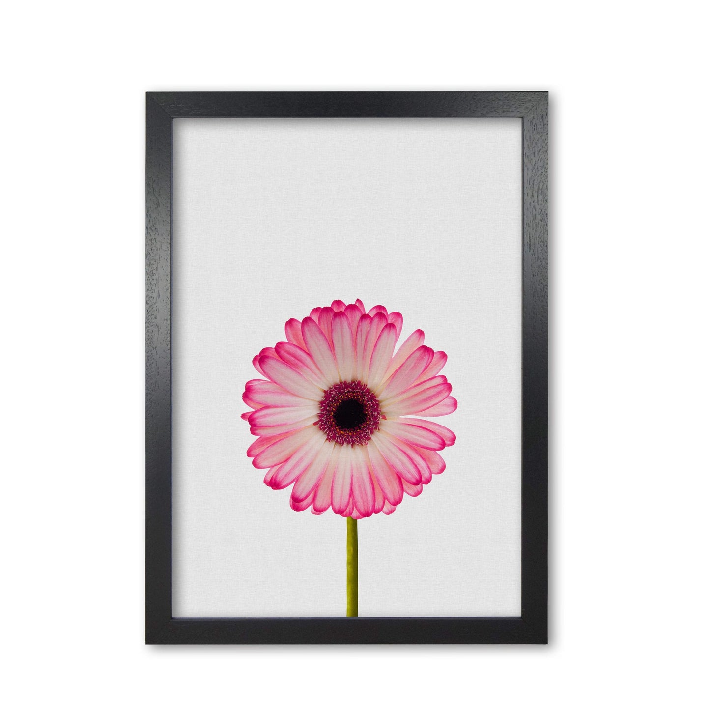Daisy still life fine art print by orara studio, framed botanical & nature art print