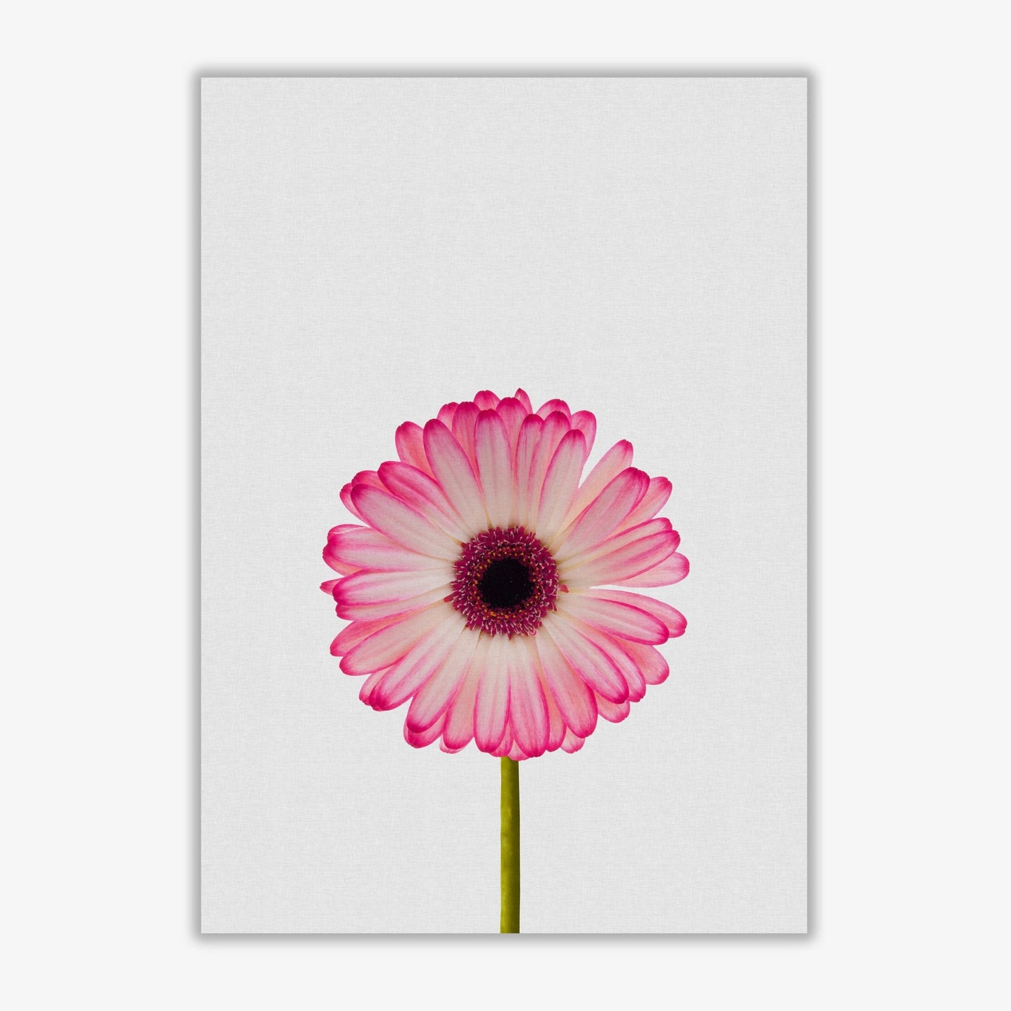 Daisy still life fine art print by orara studio, framed botanical & nature art print