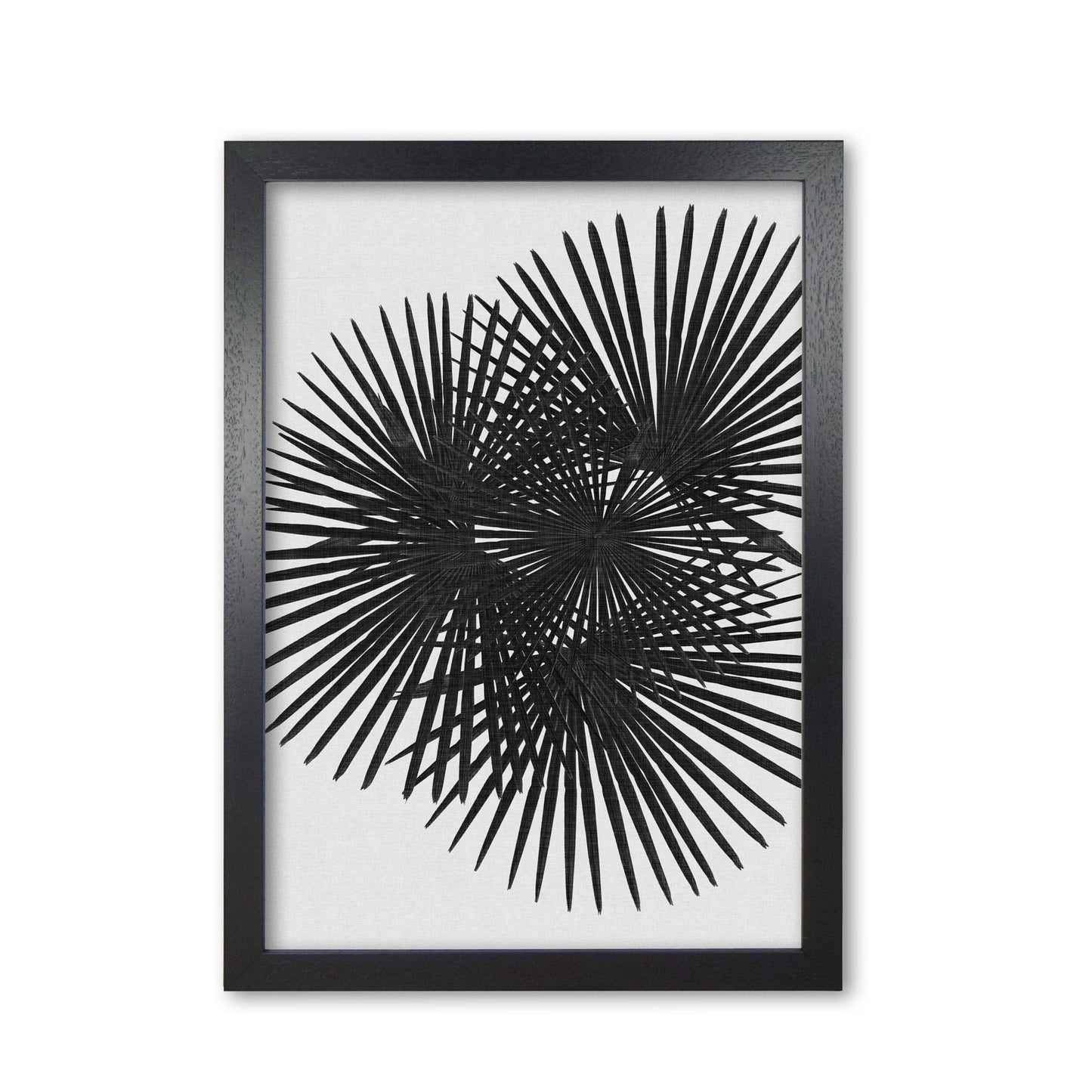 Fan palm black & white fine art print by orara studio