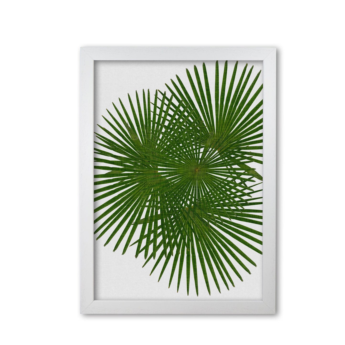 Fan palm fine art print by orara studio, framed botanical & nature art print