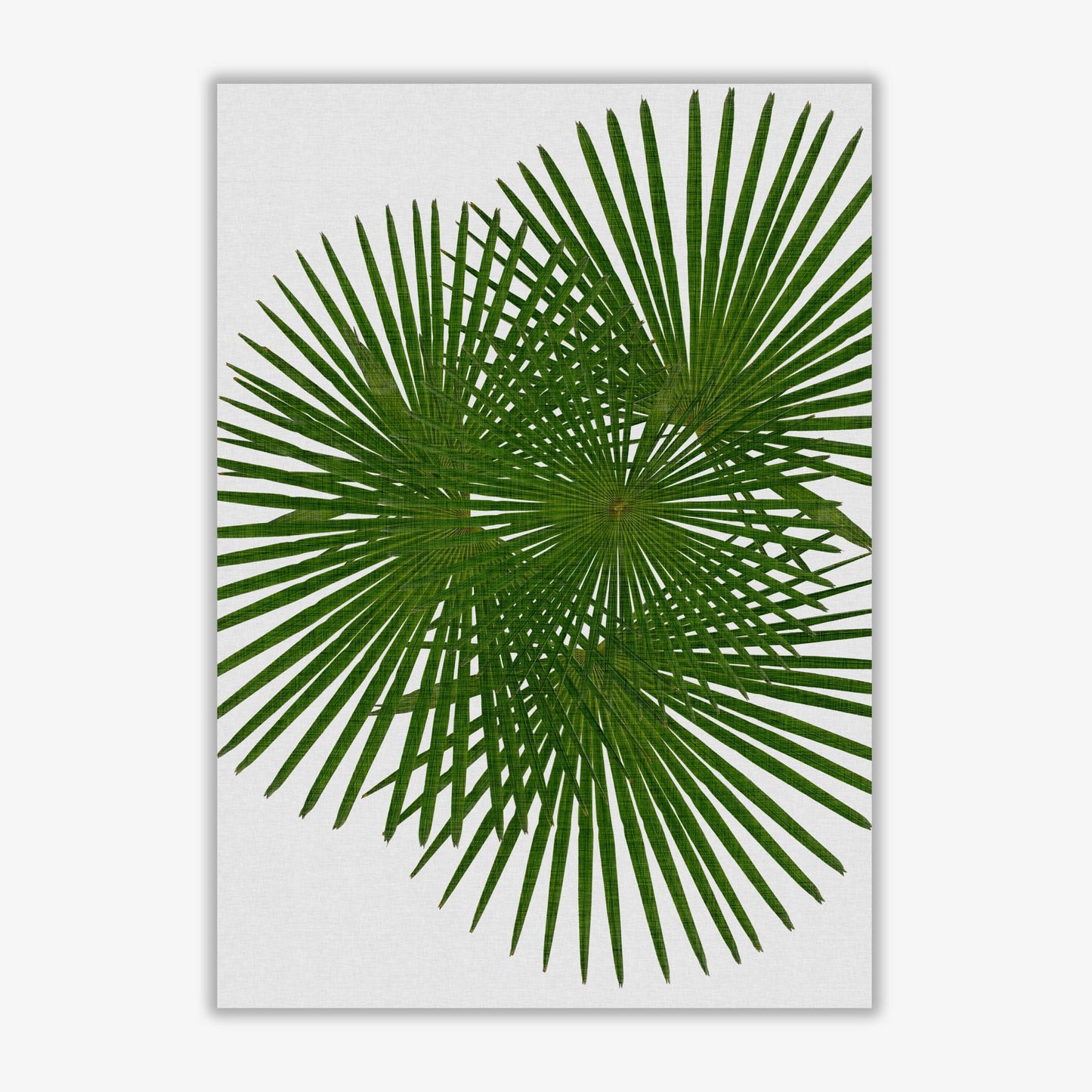 Fan palm fine art print by orara studio, framed botanical & nature art print