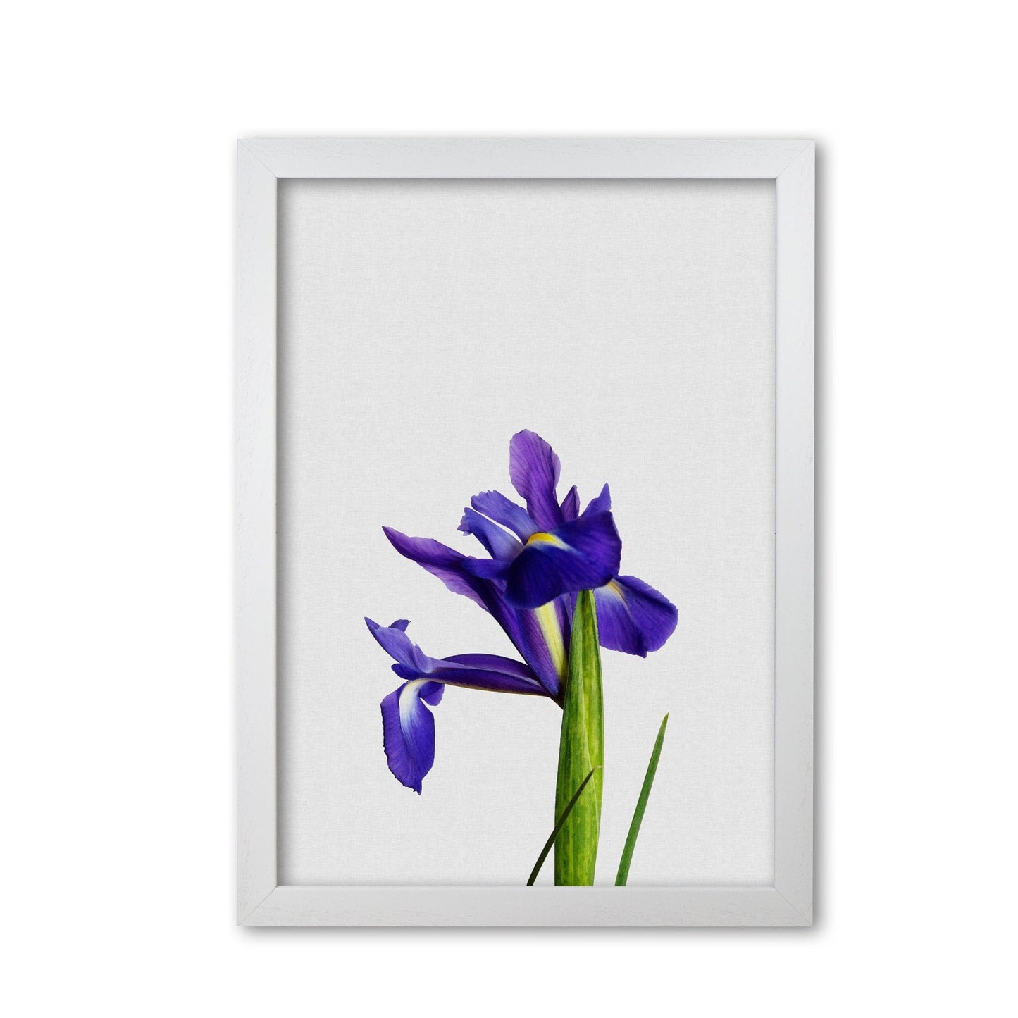 Iris still life fine art print by orara studio, framed botanical & nature art print