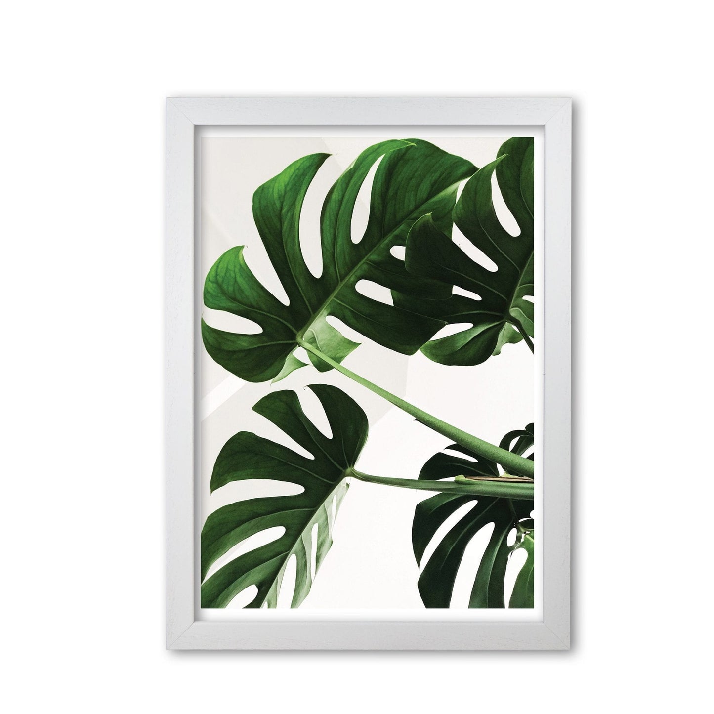 Monstera leaf modern fine art print, framed botanical & nature art print