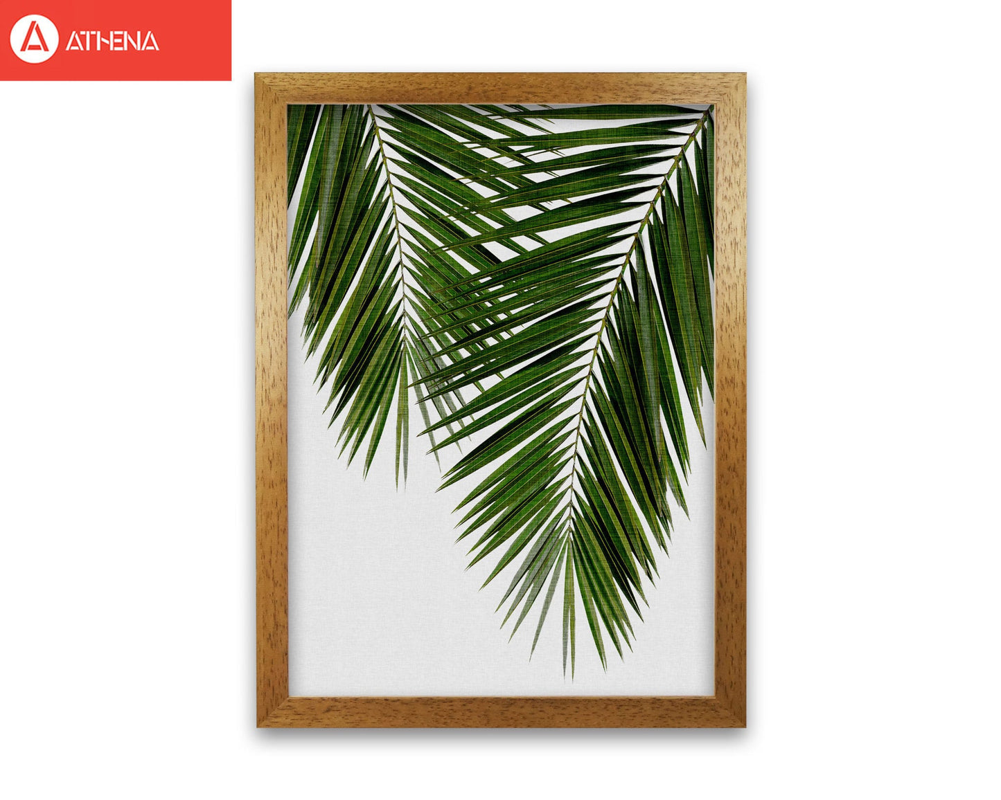 Palm leaf ii fine art print by orara studio, framed botanical & nature art print