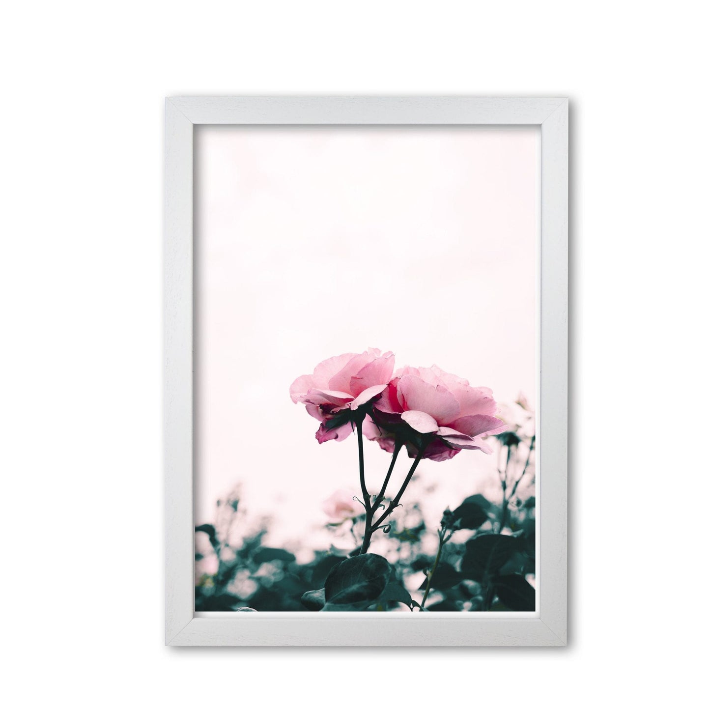 Pink rose modern fine art print, framed botanical & nature art print
