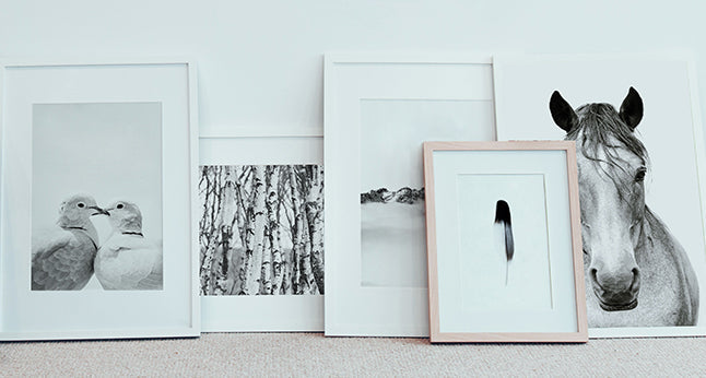 Photographer Victoria Frost's black and white photos of animals including doves, horses and a feather