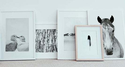 Photographer Victoria Frost's black and white photos of animals including doves, horses and a feather