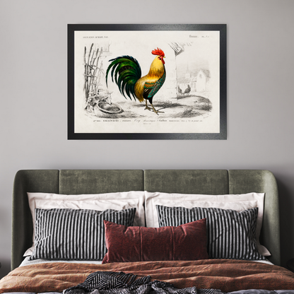 Cockrel by Jason Stanley