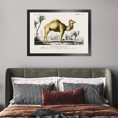 Camel by Jason Stanley