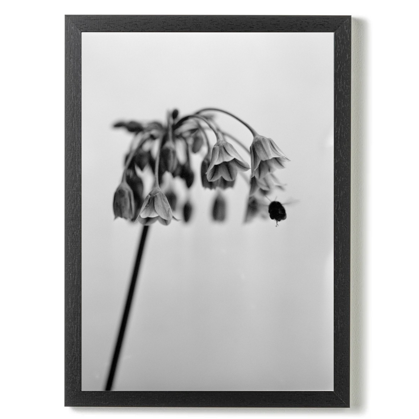 Nectaroscordum Siculum by Samuel Knight