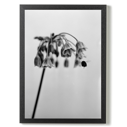 Nectaroscordum Siculum by Samuel Knight