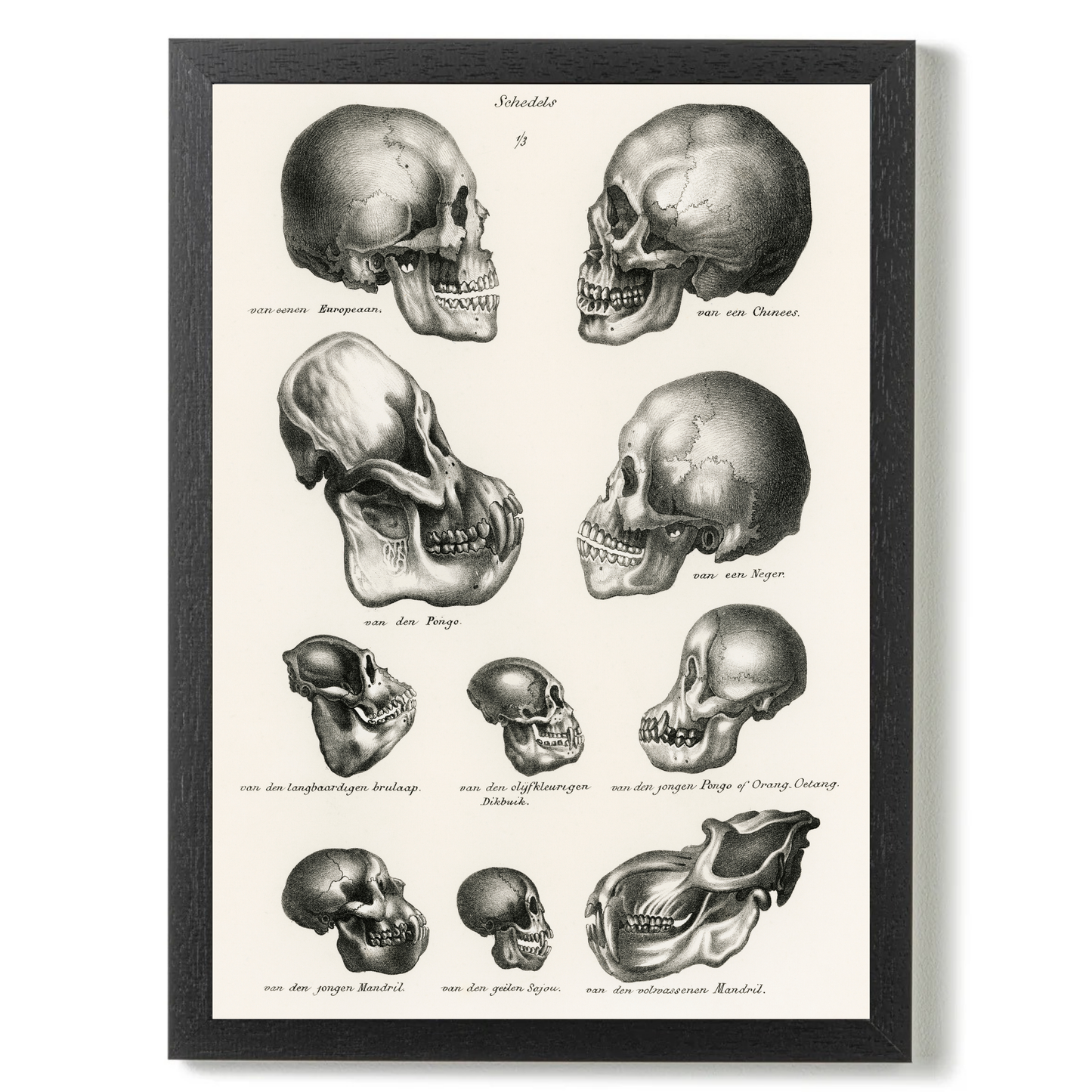 Skulls by Jason Stanley