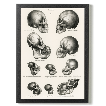 Skulls by Jason Stanley