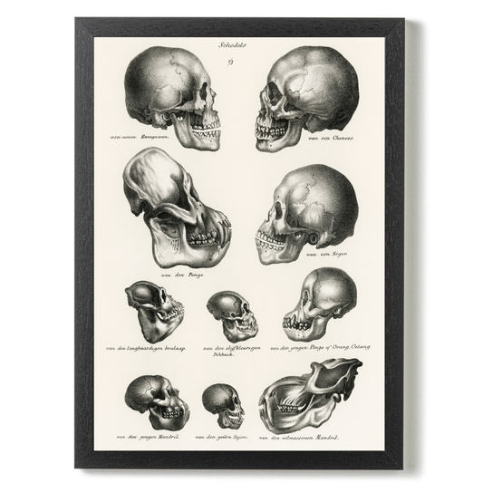 Skulls by Jason Stanley