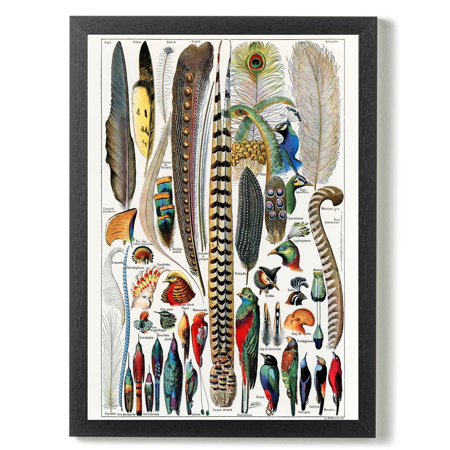 Feathers by Jason Stanley