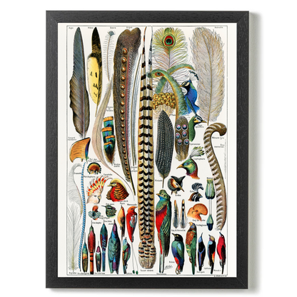 Feathers by Jason Stanley