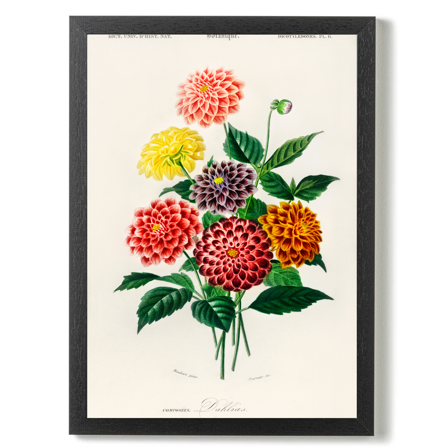 Dahlia by Jason Stanley
