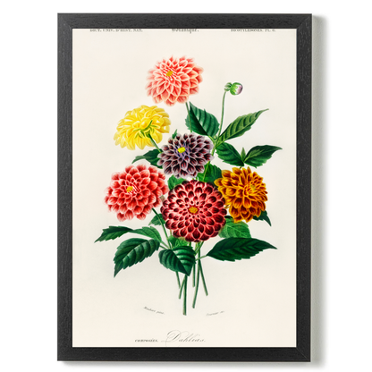 Dahlia by Jason Stanley
