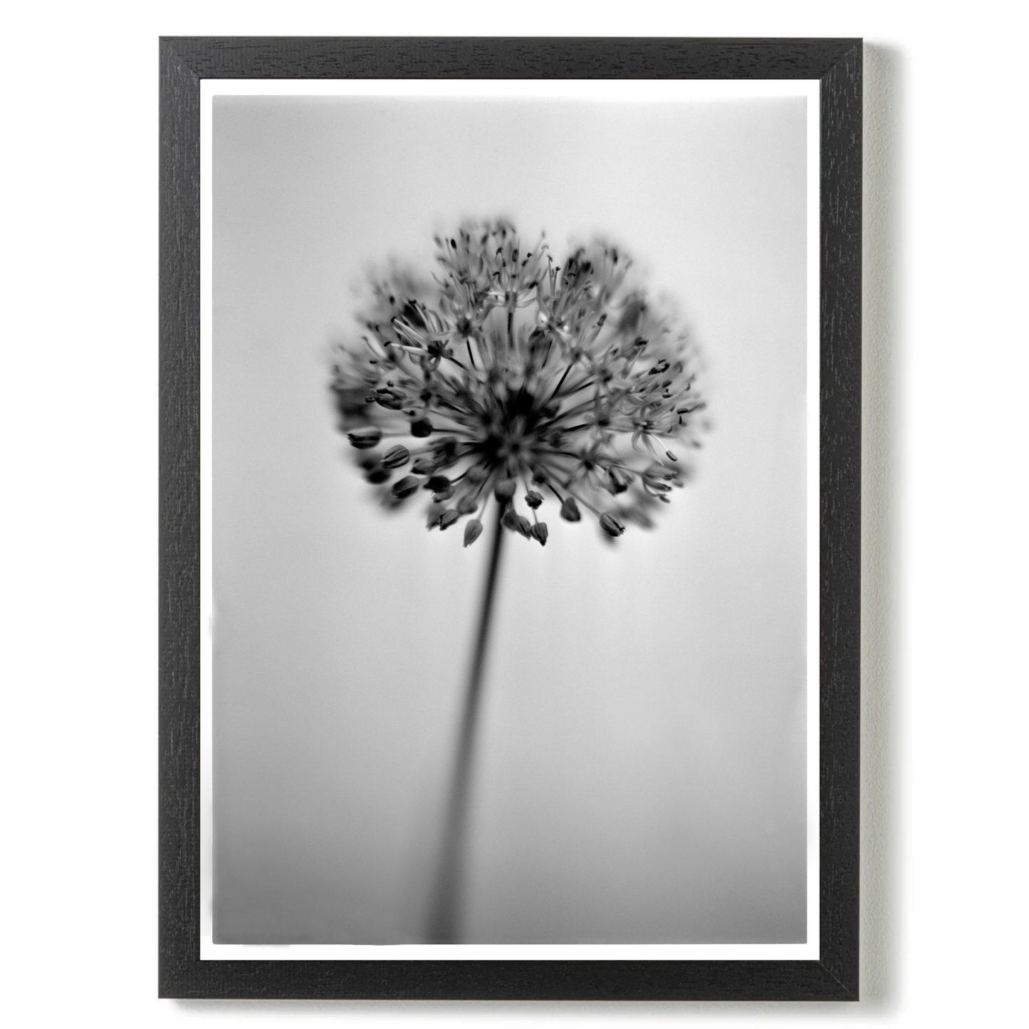 Allium No.01 by Samuel Knight