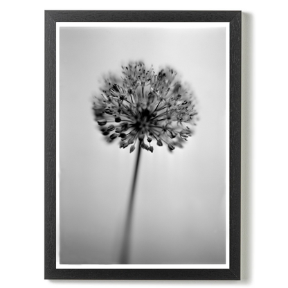 Allium No.01 by Samuel Knight