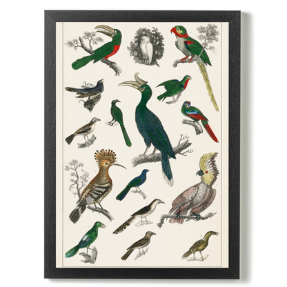 Parrots by Jason Stanley