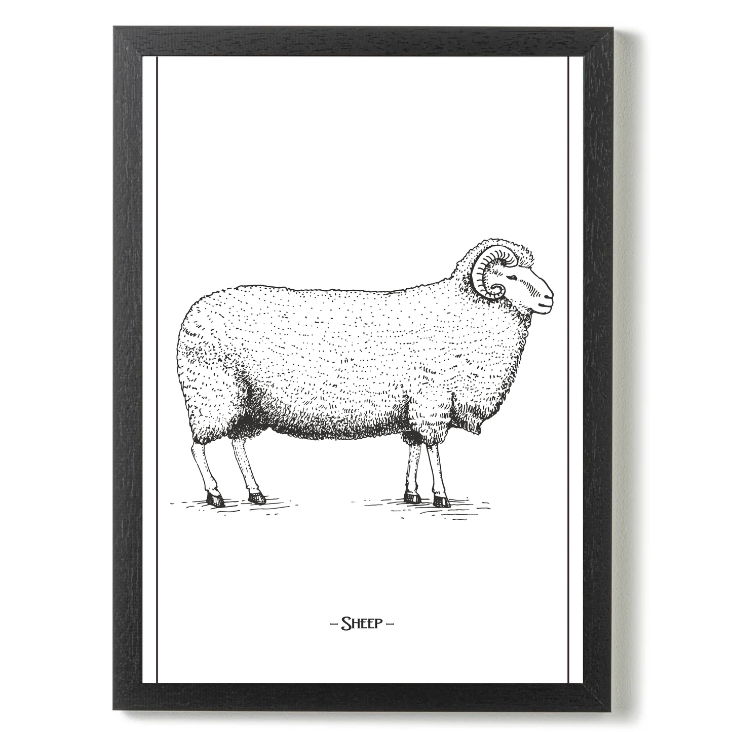 Sheep by Jason Stanley