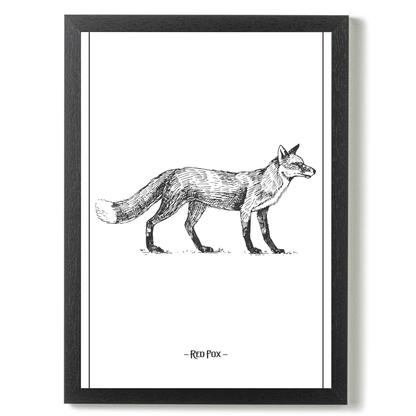 Red Fox by Jason Stanley