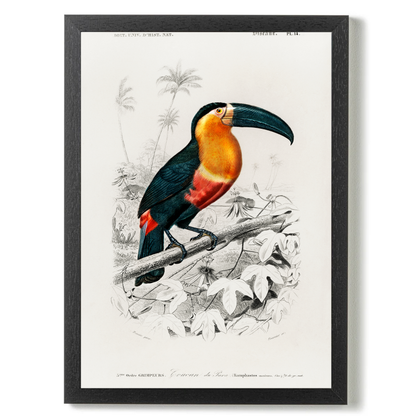 Tucan by Jason Stanley