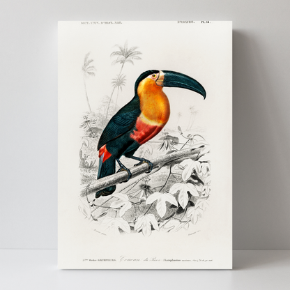 Tucan by Jason Stanley