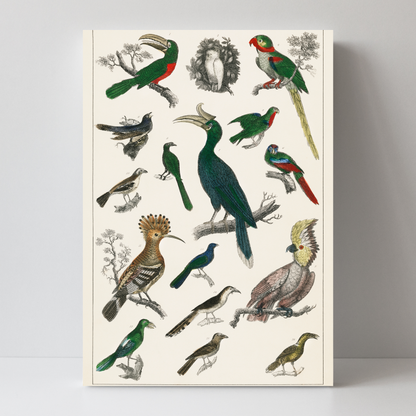 Parrots by Jason Stanley