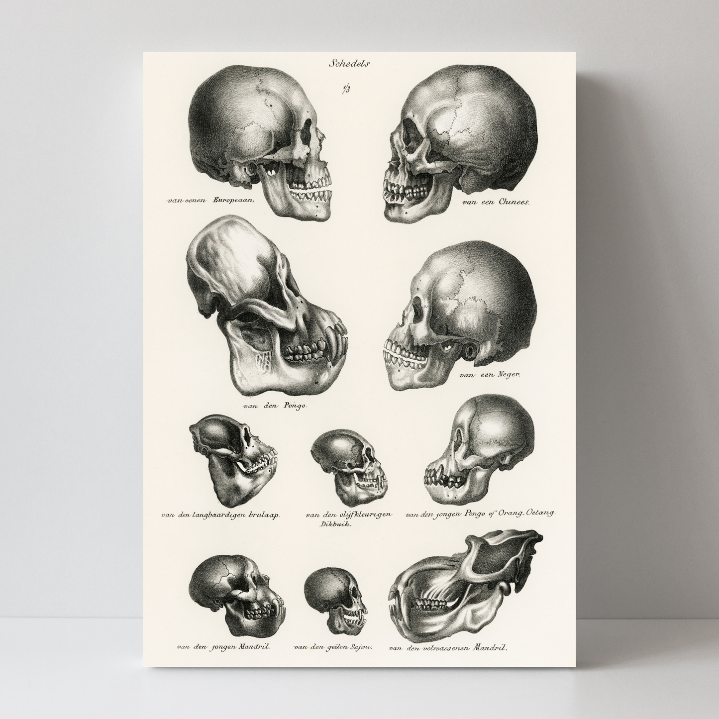 Skulls by Jason Stanley