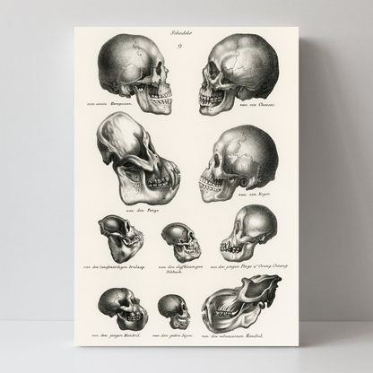 Skulls by Jason Stanley