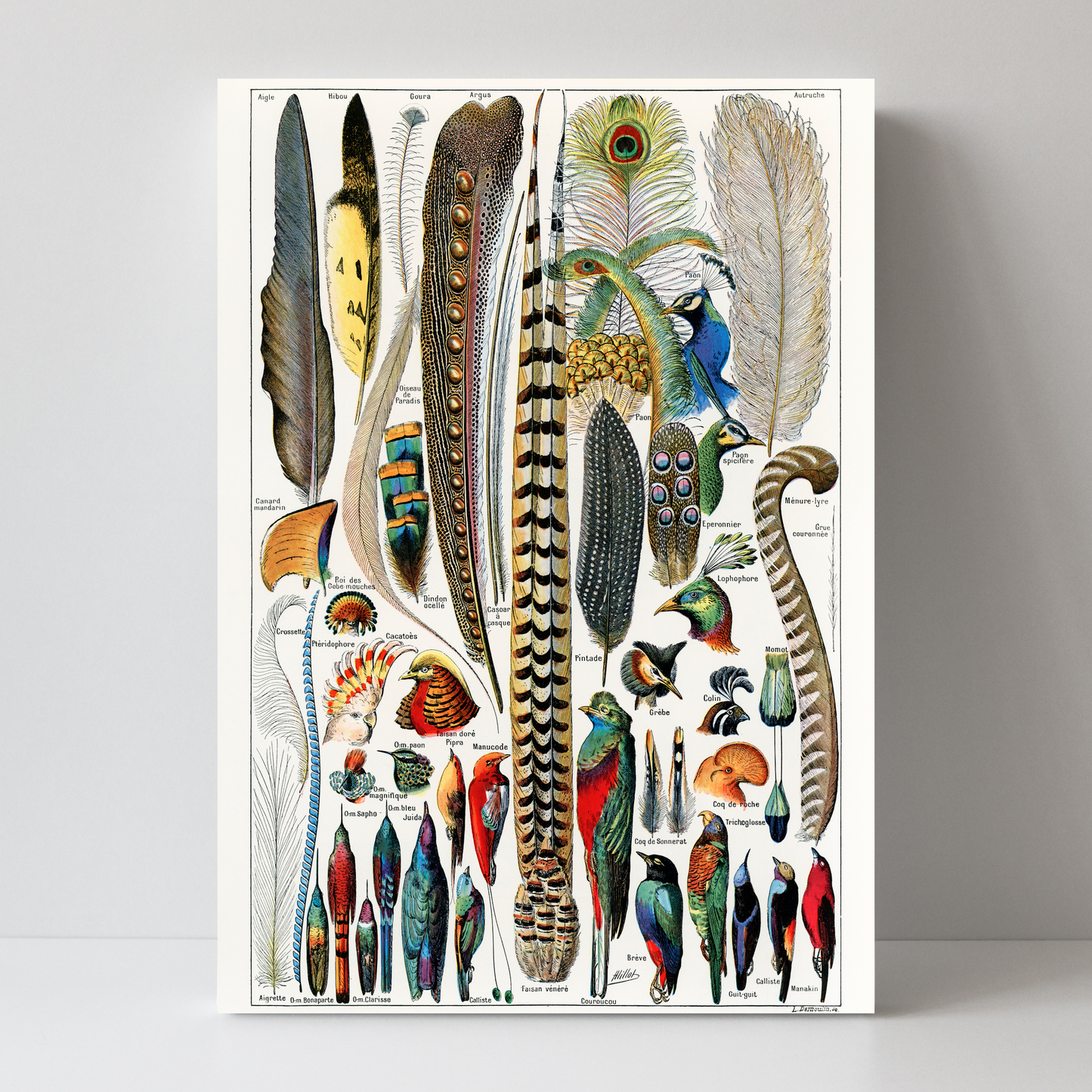 Feathers by Jason Stanley