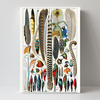 Feathers by Jason Stanley