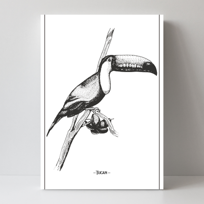Tucan 3 by Jason Stanley