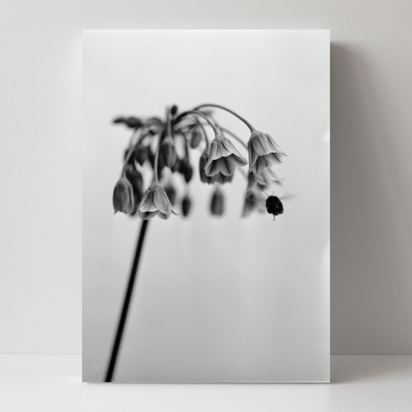 Nectaroscordum Siculum by Samuel Knight