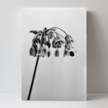 Nectaroscordum Siculum by Samuel Knight